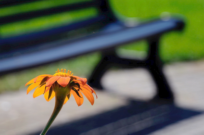 08.06.2010 Blume-Pfalz-09-D32_8955.jpg